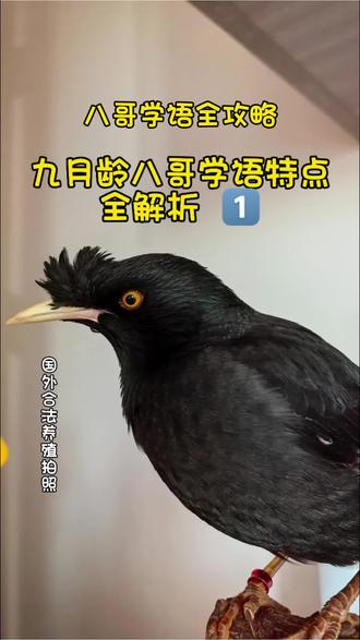 八哥学语-- 九月龄八哥学语特点#萌宠出道计划 #手养鹦鹉 #萌宠日常记录 #八哥鸟