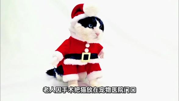 是不是剧本呢 抛开原视频所有感情因素,疑点太多来#猫咪来宝