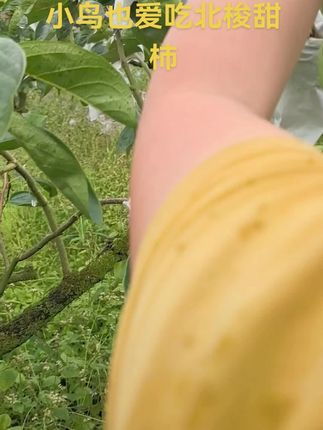 小鸟也爱吃北梭甜柿#乡村守护人 #甜柿子