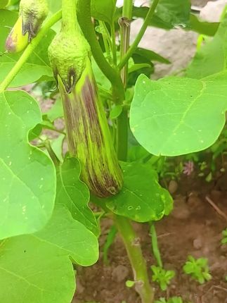 #茄子 #纯绿色 #绿色蔬菜 #茄子的神仙吃法 #实惠好物