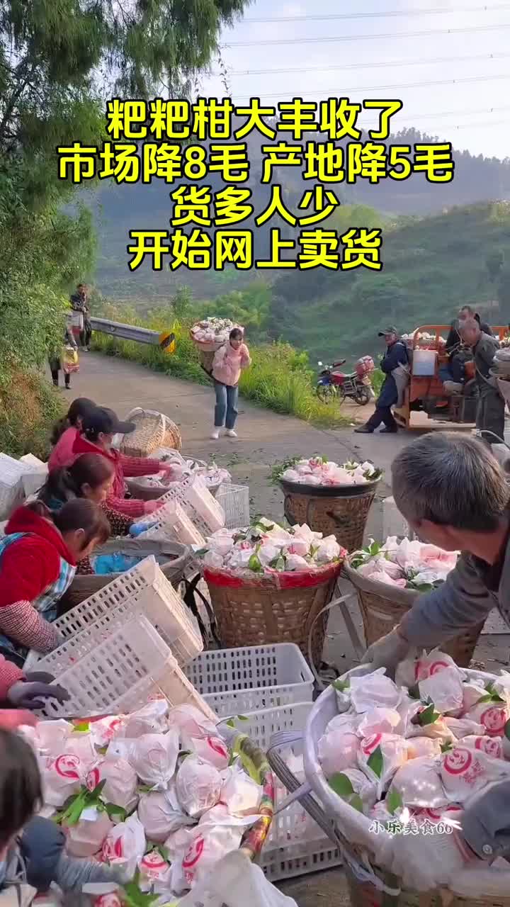 #耙耙柑熟了 #不知火丑橘#优质农产品 #超便宜超划算