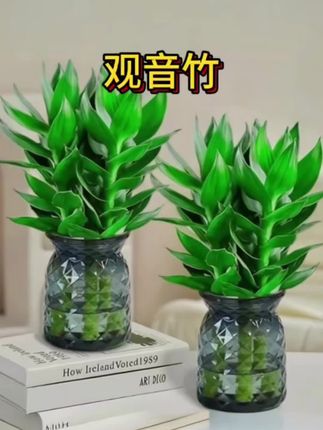 观音竹,叶片一年四季翠绿,好看又好养。新手小白也可以养好。养在家里或办公室寓意都非常好#水培植物 #花卉绿植 #爱生活爱养花 #养花小知识 #强烈推荐
