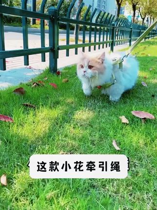 喵喵城堡立体花朵网布胸背猫咪牵引绳透气猫咪外出溜猫绳牵引绳 喵喵城堡立体花朵网布胸背猫咪牵引绳 #萌宠 #牵引绳 #胸背带牵引绳 #萌宠日常记录
