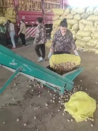 #三农 #抖音助农 #抖音助农扶农 #纸皮核桃 #我要上热门🔥 @抖音创作小助手 @抖音小助手