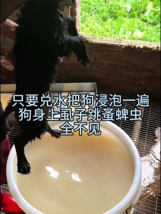 给狗狗泡泡一泡.体外寄生虫全跑光.#分享养狗经验 .新手养狗.创作灵感