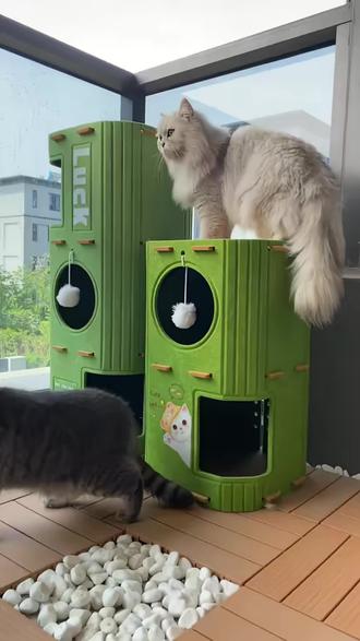 新款猫爬架猫树一体猫咪树洞多层猫窝双层折叠磨爪抓板逗猫球猫屋