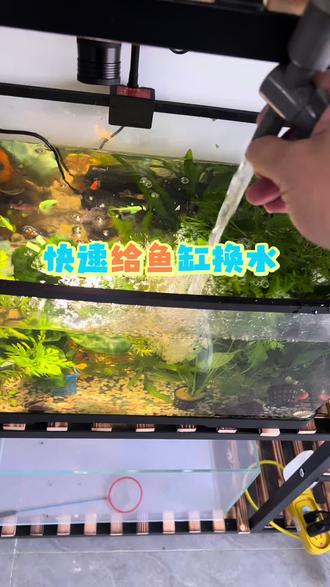 快速给鱼缸换水#养鱼日记 #观赏鱼 #上热搜