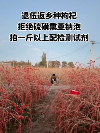 太开心了,越来越多的家人们开始认可小陈家的枸杞子了#三农 #优质农产品 #枸杞