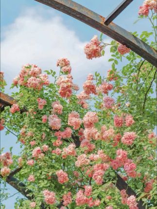 晚上饿了馋了就吃这种高蛋白的食物#开袋即食 #蛋白质 #鸡腿 #妈呀太香了吧 #种草