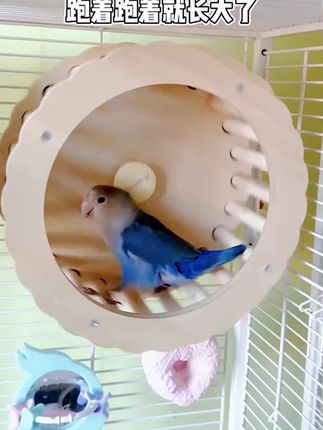 跑着跑着就长大了 #鹦鹉跑轮 #鹦鹉玩具 #鹦鹉鹦鹉萌萌哒逗鹦鹉 #鹦鹉益智玩具 #鹦鹉解闷玩具