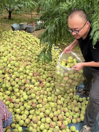 青州蜜桃又脆又甜! #脆桃 #快来一起尝个鲜 #优质农产品 #应季水果
