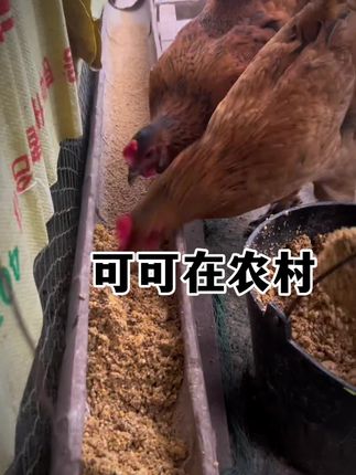 #养鸡技术 #鸡鸭鹅养殖 #养鸡人