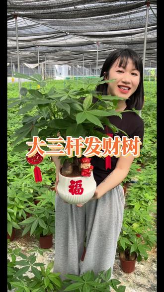 发财树不止是绿植,更是生活里的小治愈。不用费心打理,就能长出满满生机。看着它一天天茂盛,就像在见证自己的努力慢慢开花。愿我们都能像发财树,扎根当下,向阳生长,日子越过越红火。#发财树 #室内盆栽种植 #年宵花 #爱生活爱养花 #摇钱树