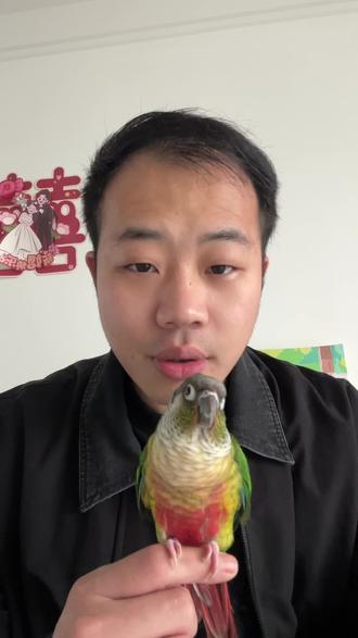 春天养鹦鹉一定要注意温差哦#鹦鹉 #手养鹦鹉 #鹦鹉鹦鹉萌萌哒逗鹦鹉 #鹦鹉日常 #创作者扶持计划