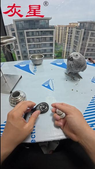 已经过去一年时间没有给我家灰宝上过课程,今天时隔一年在训练之前教的技能现在都还会,都还记得。#非洲灰鹦鹉专用粮 #非洲灰鹦鹉 #灰宝 #非洲灰机鹦鹉 #灰机鹦鹉