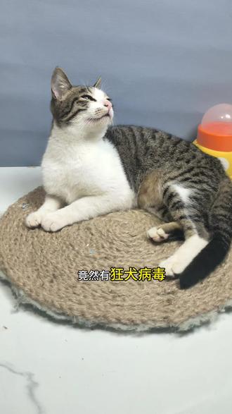 给抓了我手的猫猫测了一下,竟然……#狂犬疫苗 #狂犬病 #猫咪 #养猫经验分享 #狂犬病毒检测卡