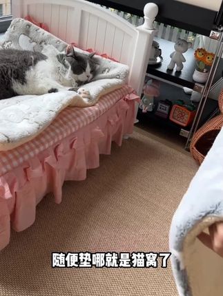 这便宜又好看的小垫子铺哪里都是个窝窝 #宠物窝#宠物棉垫 #狗窝#狗狗垫子 #狗狗棉垫