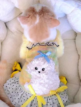 天气凉了毛孩子的衣服安排上了吗!#萌宠好物#猫咪衣服