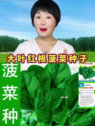 现在正式种植菠菜的季节,八月种菠菜长得像锅盖,这是一款一年四季均可种植的菠菜品种,他既耐寒又抗热,关键他口感非常好吃,他是大叶红根,营养丰富#红根菠菜种子 #菠菜种子 #菠菜种植 #好物推荐 #我要上热门 @DOU+小助手