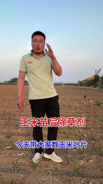 玉米苗后除草,又封又杀,效果明显#三农种植知识分享 #玉米除草剂 #种地也需要知识和技术 #种地人经验分享