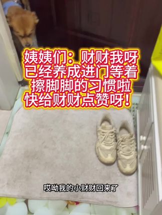 这到底是谁家的神仙小狗呀#原创视频 #养狗人 #萌宠出道计划 #狗狗 #狗狗是生活的解药