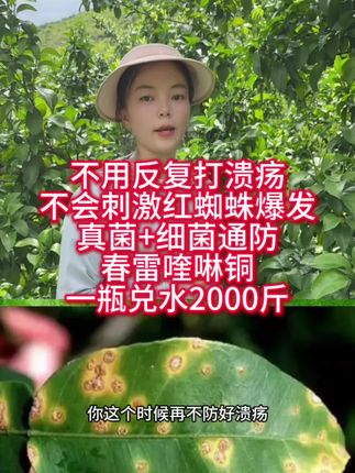 溃疡用有机铜防治,不会刺激红蜘蛛爆发,节省果园管理成本,防治高效!一瓶兑水2000斤