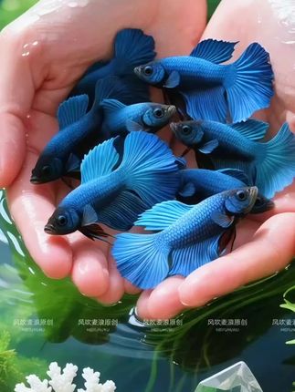 这群冰蓝孔雀鱼怕不是揣了袋碎钻在游?,尾鳍一荡,把夏日晴空揉成了蓝星星,撒得满缸都是。透明鳍瓣划水时,玻璃上的蓝光跟打了兴奋剂似的蹦跶,空气里都飘着冰镇蜜水的甜。,开门瞅见这缸“活蹦乱跳的蓝”,治愈一天的好心情, , #水族治愈时刻 #观赏鱼#养鱼人 #孔雀鱼#冰蓝孔雀鱼