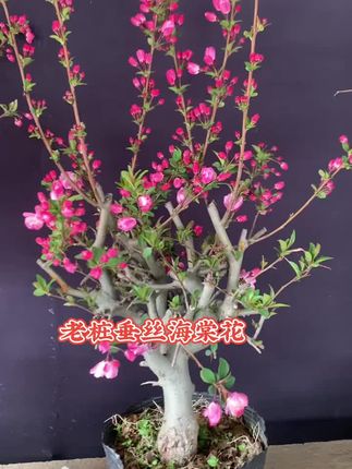 #我要上热门抖音小助手 #垂丝海棠花 #小黄车购买