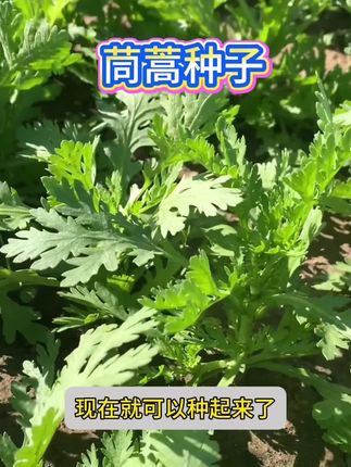 可多茬采收的茼蒿菜#在家种菜 #种植小技巧 #蔬菜种子 #茼蒿 #无限回购的宝藏单品