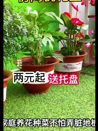 #透气花盆 #结实耐用 #质量杠杠的好 #超便宜超划算 #花盆推荐