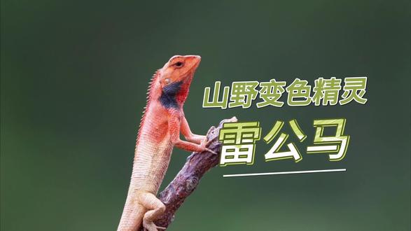 山野变色精灵:雷公马#奇趣自然 #儿童科普纪录片推荐 #动物成精系列 #知识科普 #宠物知识
