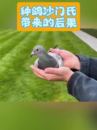 种鸽沙门氏带来的后果#鸽子信鸽 #鸽子#爱鸽人#种鸽 #养鸽人