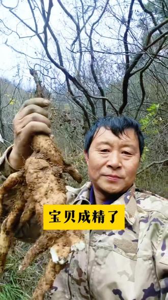 猜猜宝贝年龄多大,有缘人总能找到山里的宝贝#农村生活 #户外 #大自然的馈赠 #野生山药#火琉璃@抖音小助手 @上热门🔥🔥🔥 @抖音来客官方助推官
