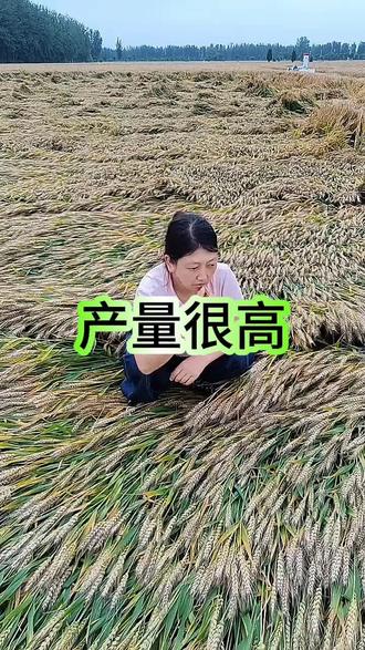 小麦种子哪家强,长睡一号绝对狂。#麦子倒了 #麦子熟了