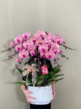 欣欣向荣蝴蝶兰 半花半花苞 很完美的状态 #完美 #蝴蝶兰