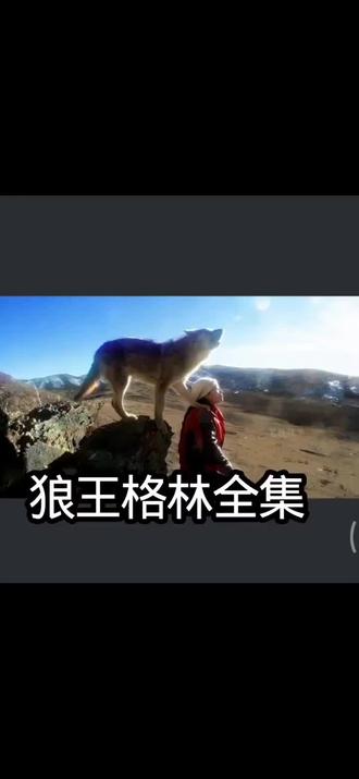 纪录片#千里寻你#重返狼群#
