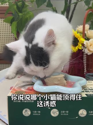 适口性好,猫咪吃得放心!#网易严选流心罐 #萌宠好物 #养猫人