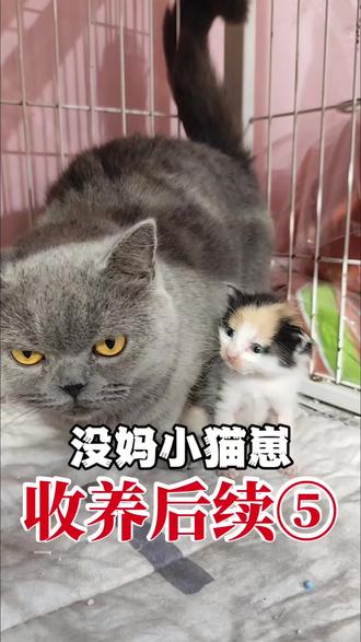 今天小三花开始独享奶妈,独苗灰灰去新家了#小奶猫 #捡猫 #捡猫后续 #流浪猫救助