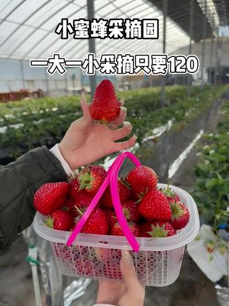 假期不知道带孩子去哪玩!回来小蜜蜂采摘园摘草莓吧!#摘草莓 #草莓采摘园 #草莓园 #亲子采摘 #草莓种植基地
