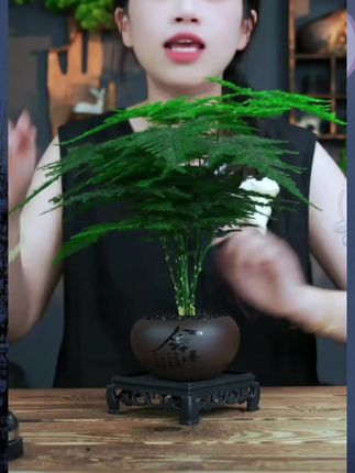 【花伴水】文竹盆栽植物室内客厅中式禅意微盆景办公桌面创意绿植#绿植盆栽 #桌面盆栽#创意绿植