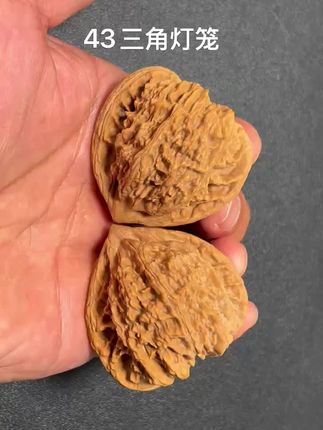 43老款渔网纹灯笼,也叫血菩提,天然三角桩,小众品种,顶级骨质,一面出油,不影响后期盘玩上色,今日特价28¥,特价品不退不换,三围43-39-41,9-114号 #文玩核桃 #盘核桃 #灯笼核桃