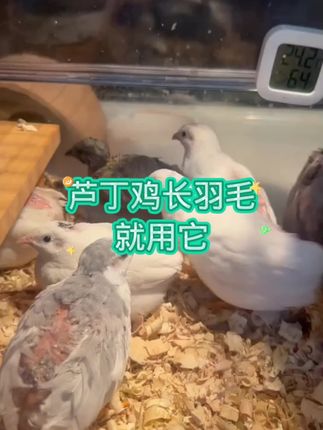 #芦丁鸡养殖#芦丁鸡蛋#芦丁鸡 #芦丁鸡孵化