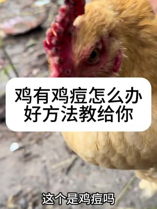 #鸡痘鸽痘 #鸡痘 #鸡痘防治