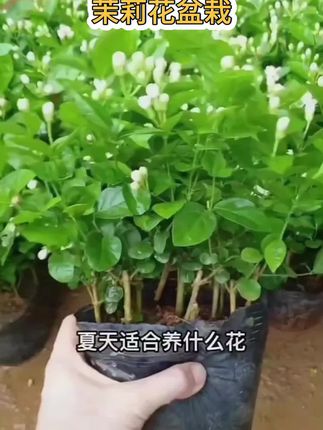 #茉莉花 盆栽#花卉盆栽 #室内绿植 #阳台种植