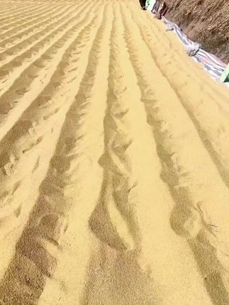 新小米,米油嘎嘎多