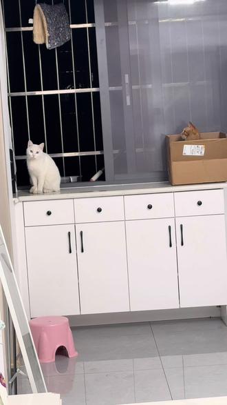 视频很长也很好笑#一秒都不用剪 #忍不住笑 #我和流浪猫的故事