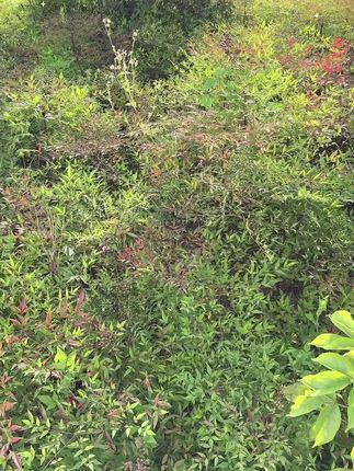家里人多,下水道返味严重、堵塞严重?邻居推荐我用这款#管道疏通剂 简单方便#疏通下水道 #居家好物