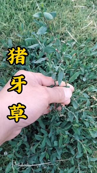 农村到处都是猪牙草,他的好处多多你知道吗 #大自然的馈赠 #民间土方 #记录生活#每天认识一种植物 #创作者中心 #创作灵感