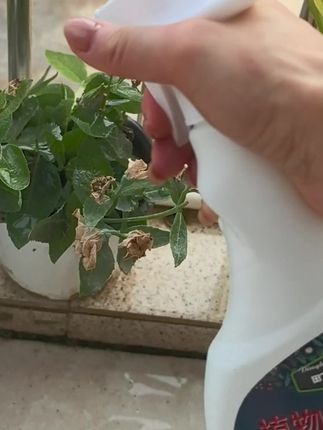 植物病康王#家庭养花 #日常生活小妙招 #植物