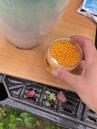 秋天是多肉植物快速生长繁殖的季节,也是他们需要营养的关键时期,这个时候给他们补充营养,可以让多肉长得更好,整棵植株也会更加饱满。我用的就是这种专门为多肉定制的控释肥,只要在花盆里撒上一勺,就能持续不断地释放养分,而且它还不会烧苗哦!#缓释肥料#多肉肥料#通用肥料